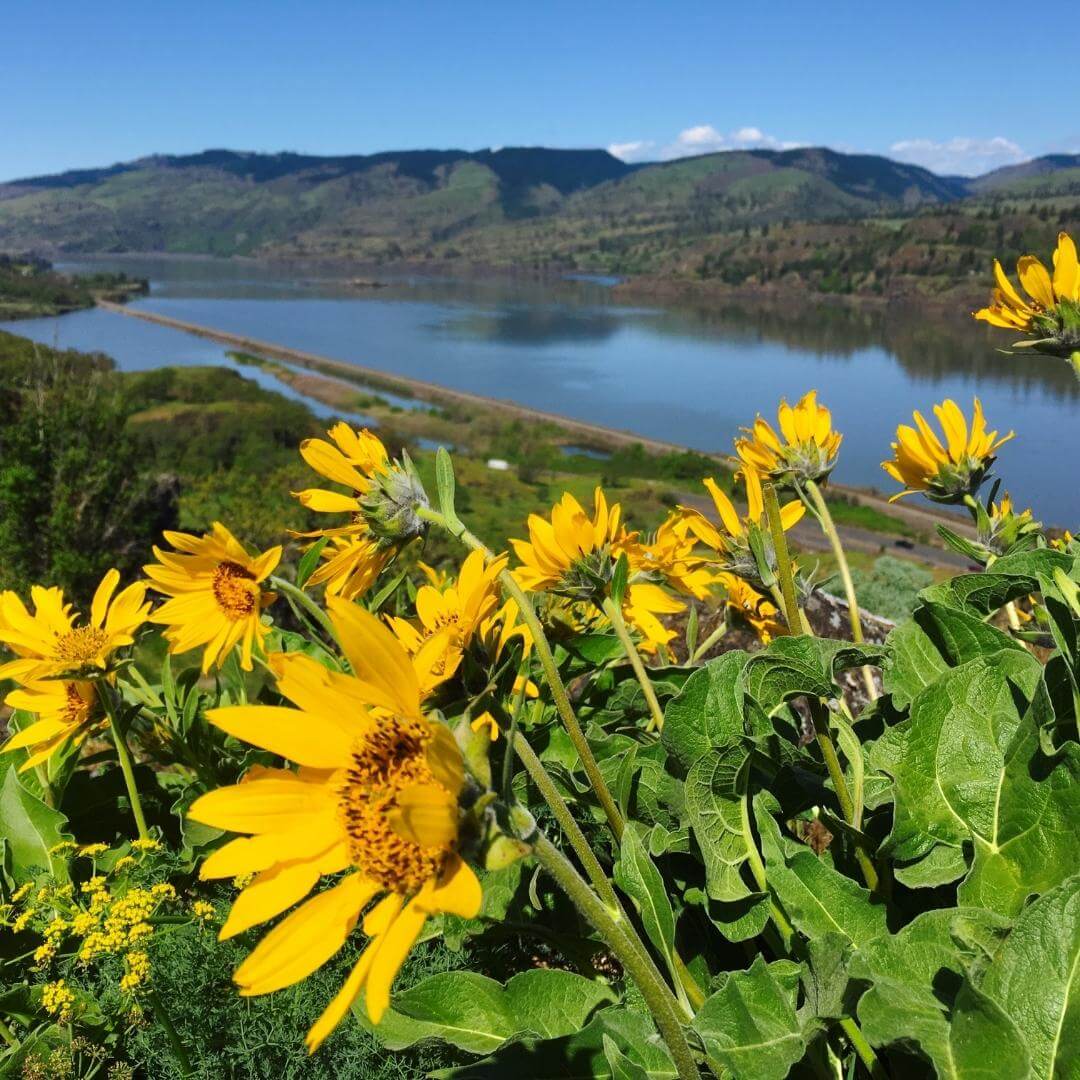 rowena crest viewpoint with sunflowers